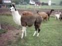 jahrgang 2004