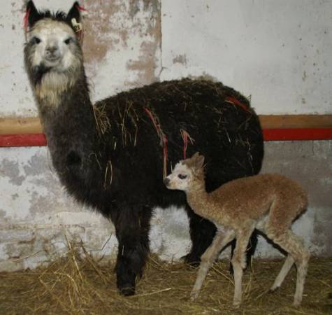a cria new Qaqa121grey beide.jpg