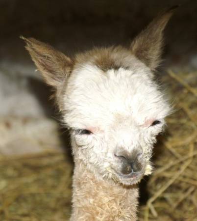 a cria new Qaqa121grey head.jpg