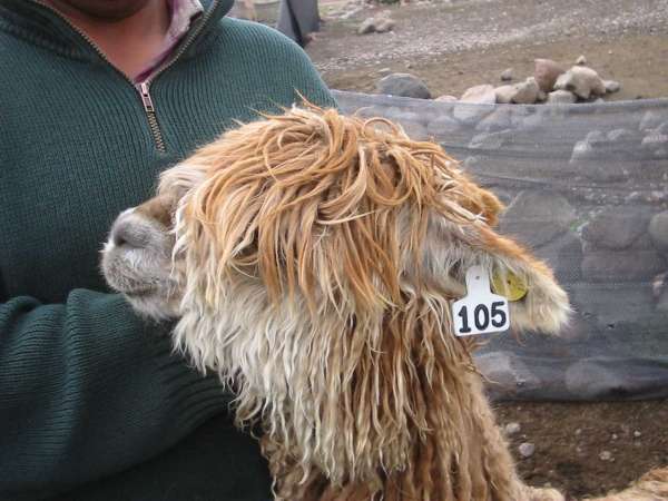 alpacas_105_head_suri_vicunja.jpg
