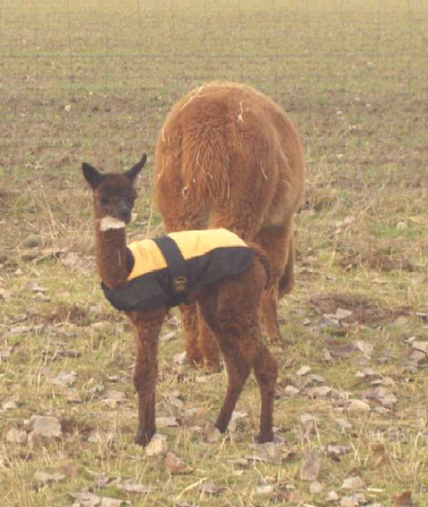 Fohlen06.jpg