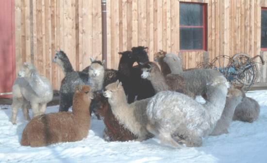 gruppe im schnee.jpg