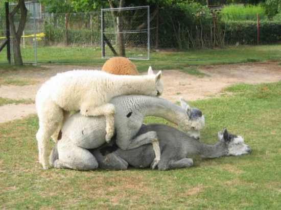 Kamasutra bei www.louisenparkalpakas.de.jpg
